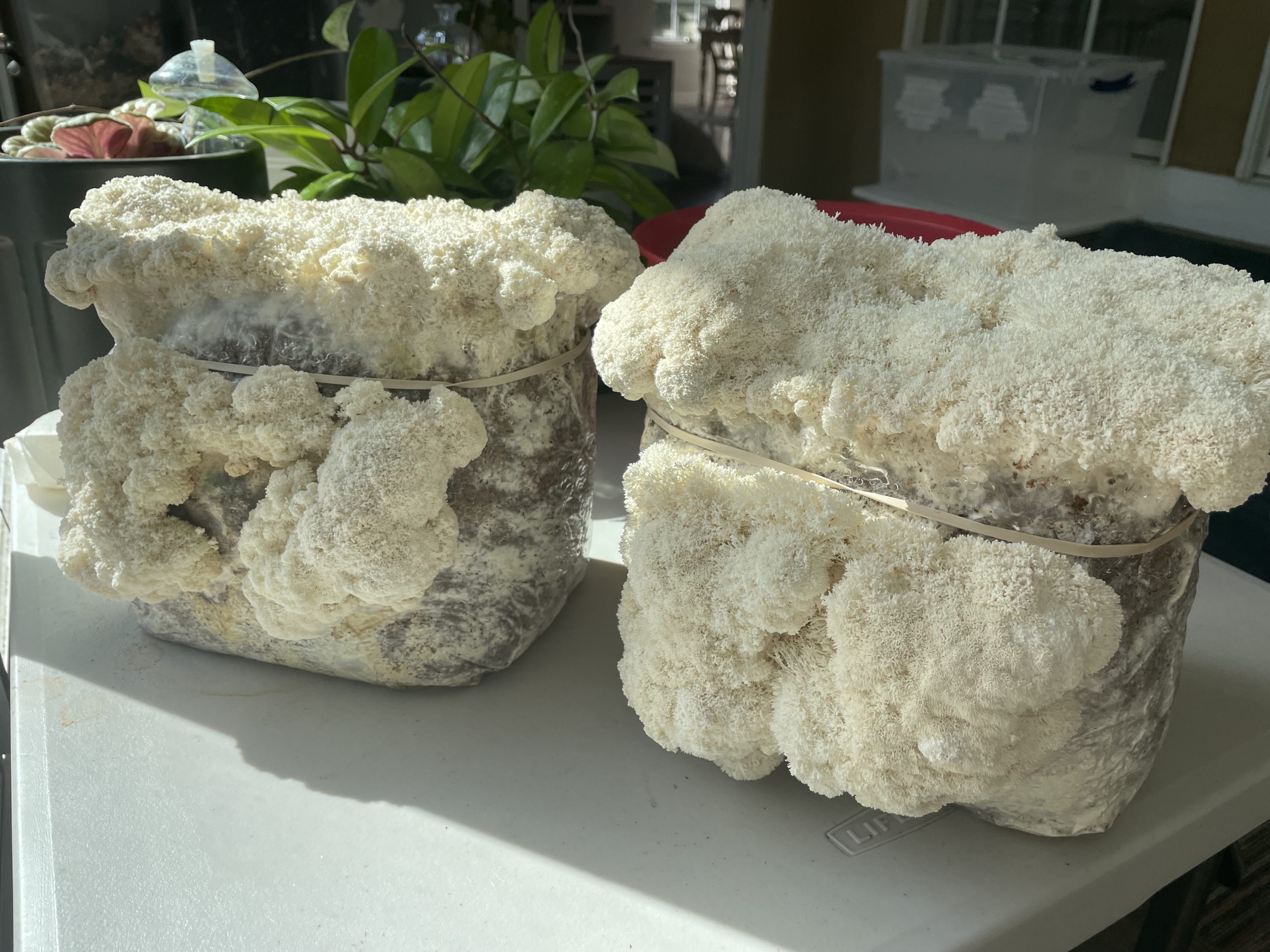 Lions Mane – First grow